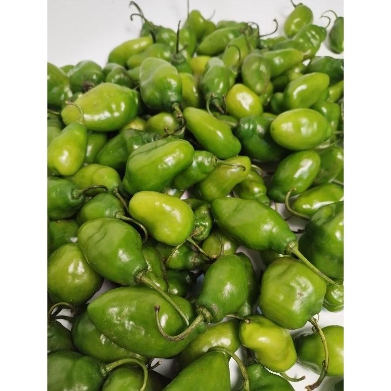 

Promo Bulan Ini Cabe Gendot Hijau 1 Kg - Dipetik Langsung Dr Kebun