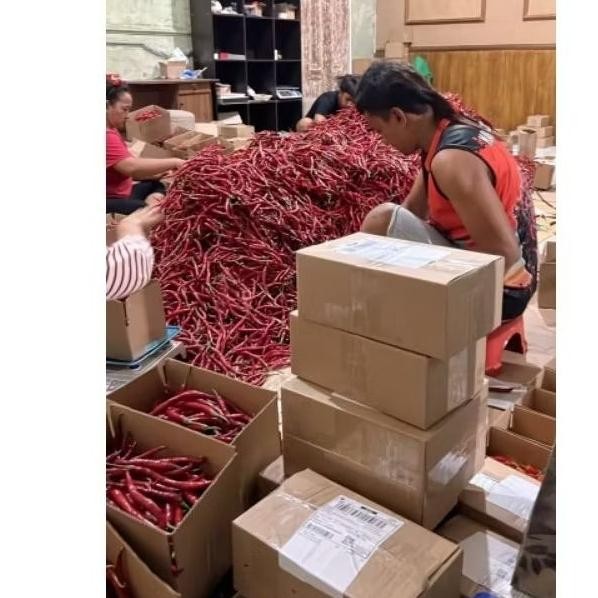 

Mudah Perawatan Cabai Keriting Imperial 500 Gram