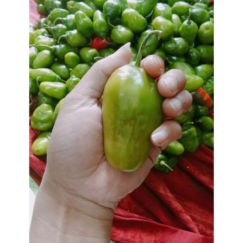 

Hemat 1000 Gr Cabe Gendot Bandung