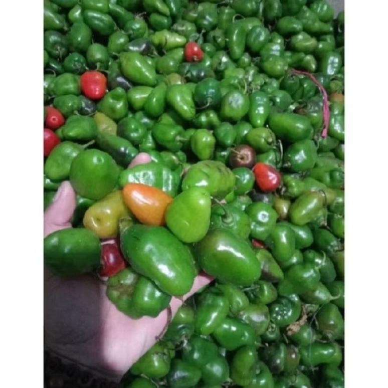 

Fitur Lengkap Pete Cabe Gendot || Pete Pata Termurah 10Papan