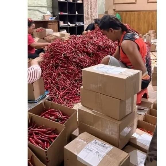 

Inovasi Cabai Keriting Imperial 500 Gram