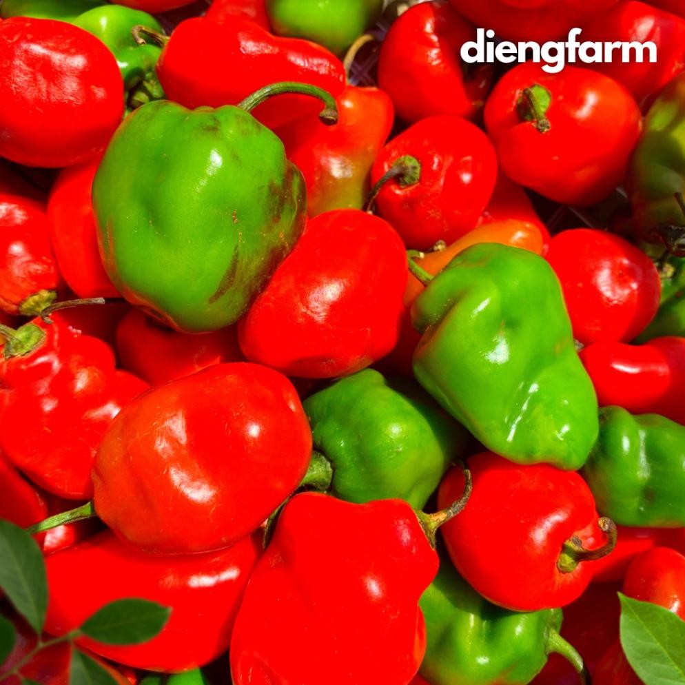 

Mudah Digunakan Cabai Gendot Dieng Merah Dan Hijau 500 Gram
