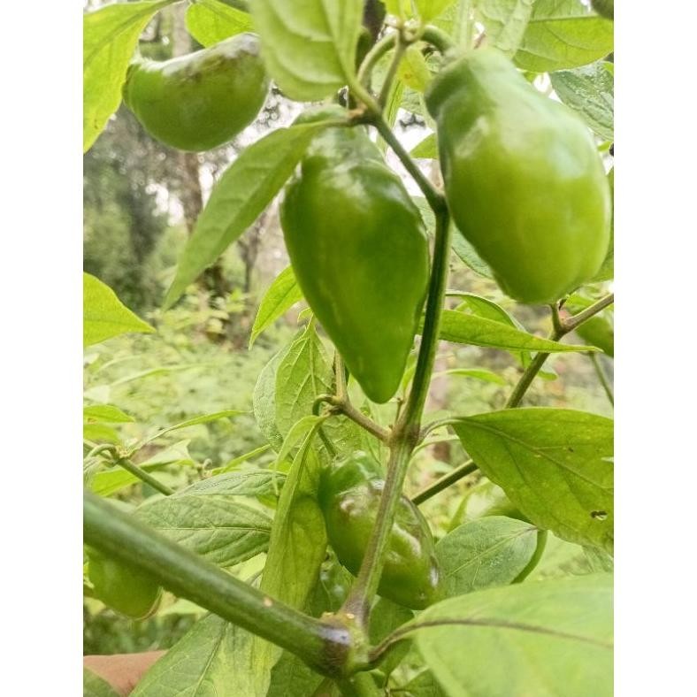 

Praktis Cabe Gendot Segar Super Besar Isi 500Gr