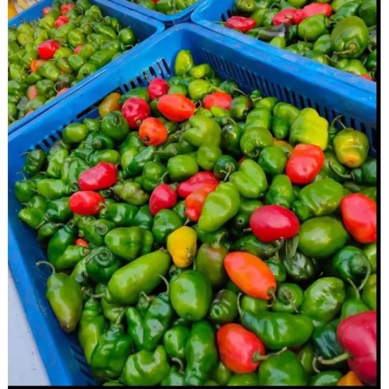 

Termurah Cabe Gendot Segar 500 Gram - Fresh Organik