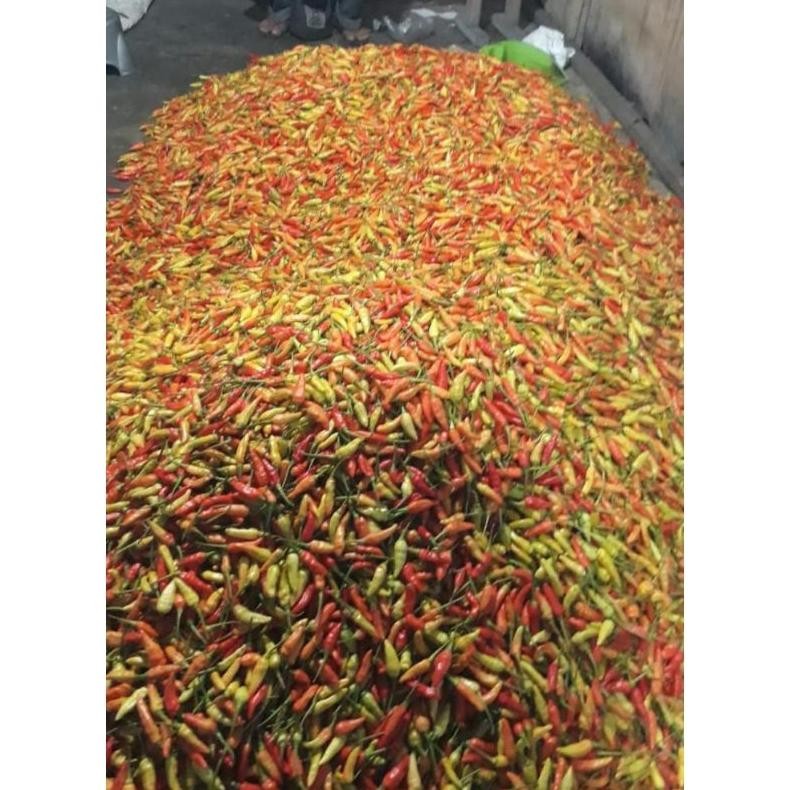 

Satisfaction Cabe Rawit Ori Super Fresh Ori Sleman 1Kg