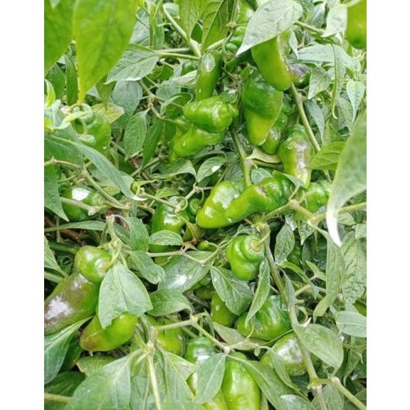 

Inspiratif Cabe Gendot Organik Dieng 1 Kg (Harga Promo,Rusak Kami Ganti !)