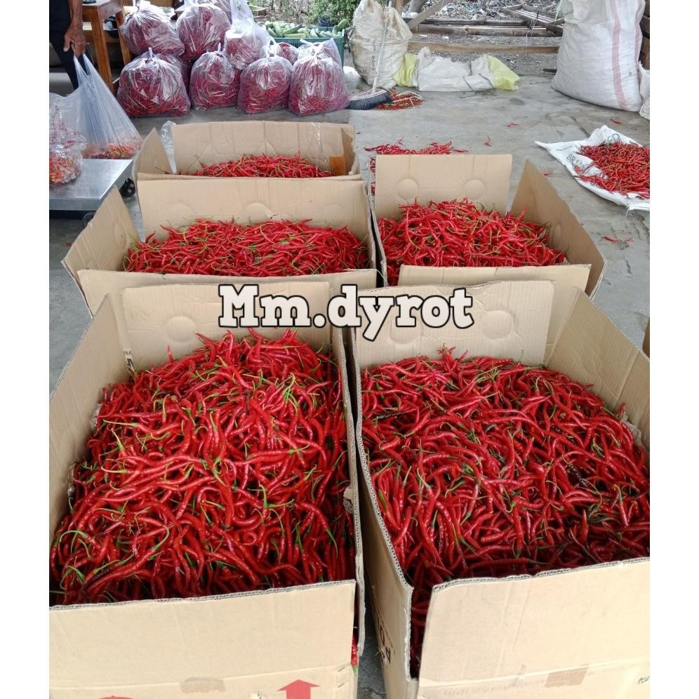 

Wajib Miliki [ Jatim Saja ] Cabe Merah Keriting 1Kg / Cabe Keriting Merah 1Kilo / Cabai Keriting 1Kg Fresh Segar Panen Langsung Dari Petani