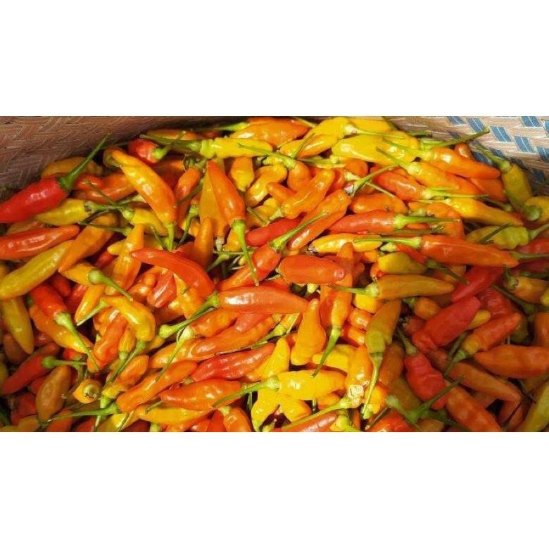 

Promo Cabe Rawit Merah Ori Fresh | Lombok Rawit Merah Ori Fresh 1Kg