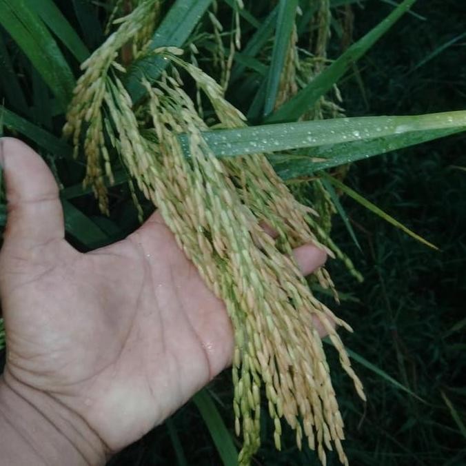 Benih Padi Cakrabuana 04