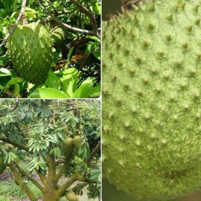 

TERMURAH BIBIT SIRSAK MADU JUMBO OKULASI CEPAT BERBUAH - BIBIT BUAH UNGGUL