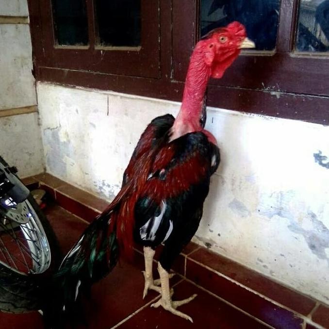 

TELUR TETAS AYAM SAIGON