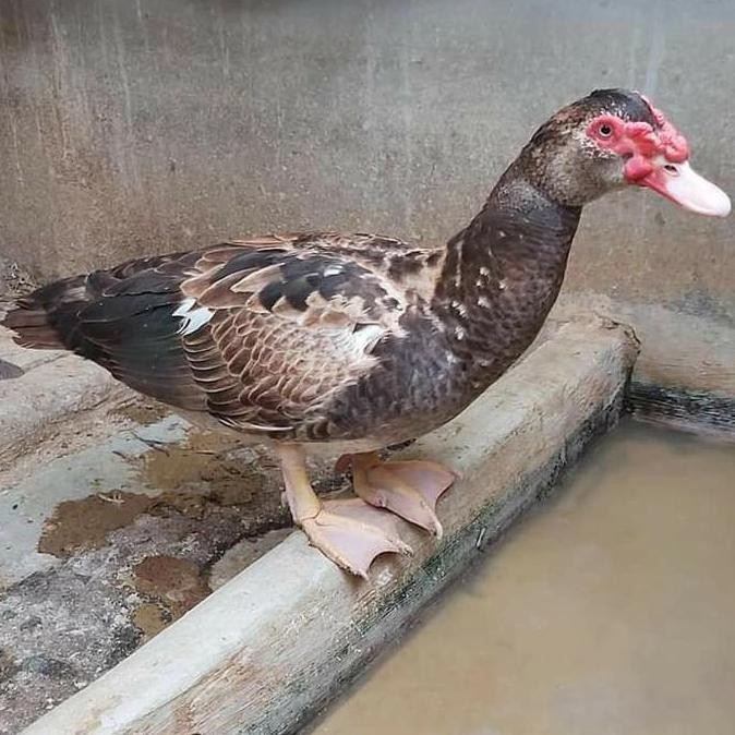 

TELUR TETAS MENTOK HIAS RAMBON SUPER JUMBO