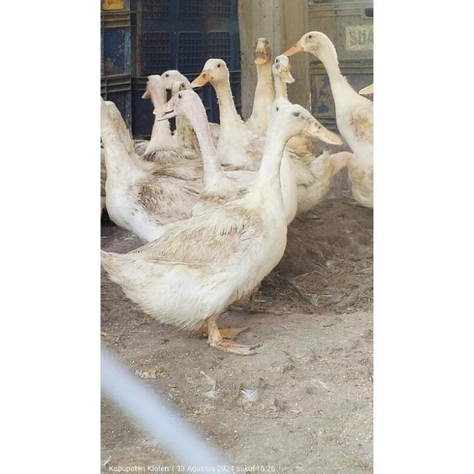 

TELUR TETAS (FERTIL) BEBEK PEKING