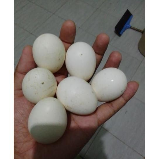 

FERTIL ! TELUR TETAS WHITE LEGORN .