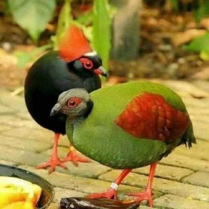 

FERTIL ! STOCK TERBATAS - JUAL TELUR TETAS BURUNG PUYUH HIAS SIAP