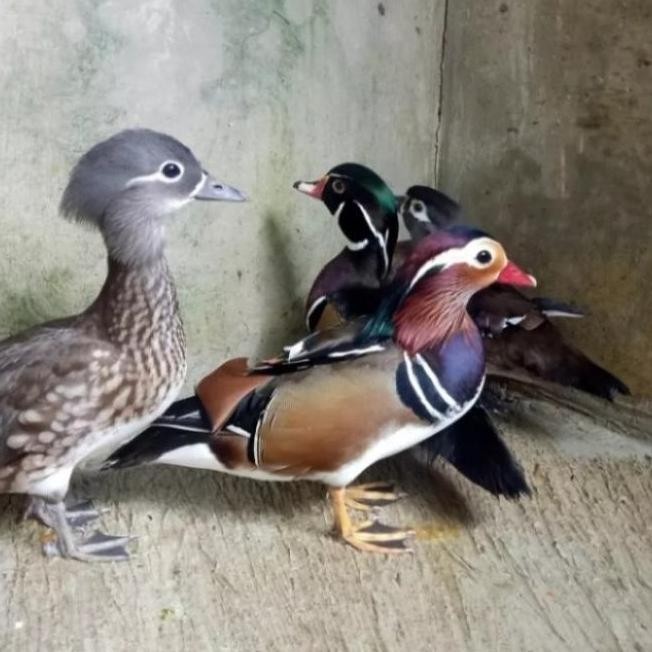 

TELUR BEBEK MANDARIN SIAP TETAS