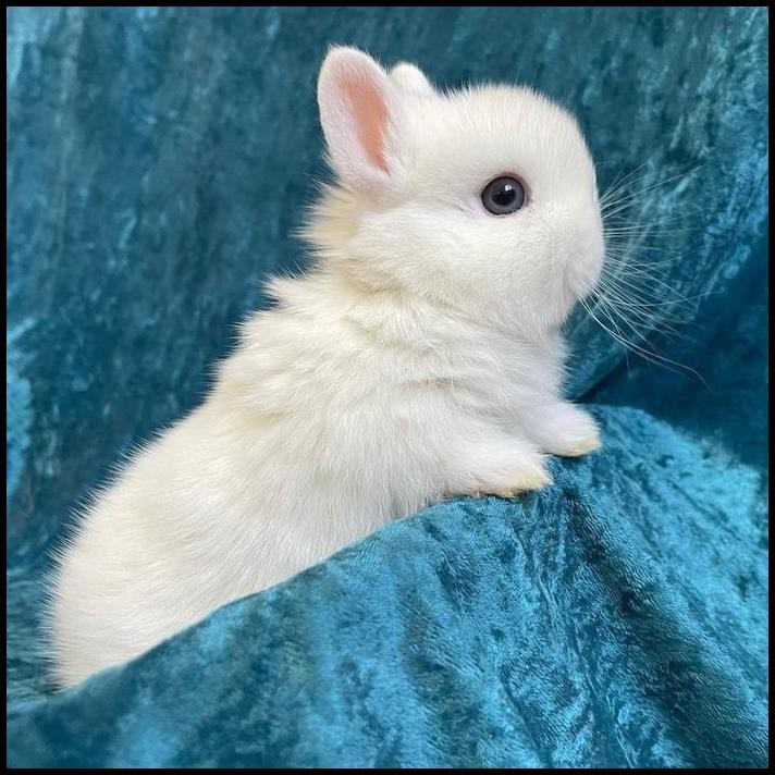 kelinci mini netherland dwarf BEW junior