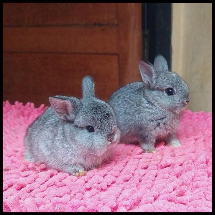 kelinci mini nd special cinchila