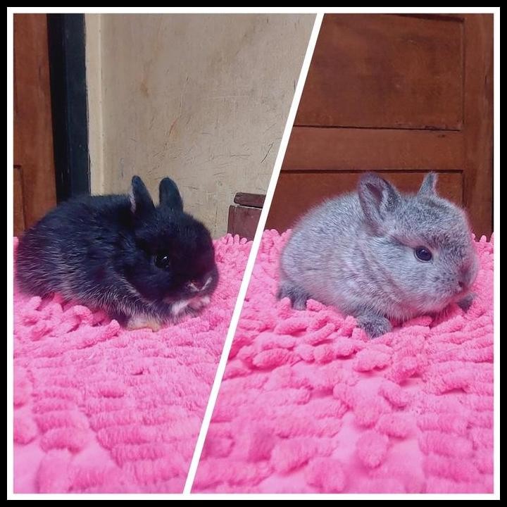 kelinci mini ND sepasang jantan betina