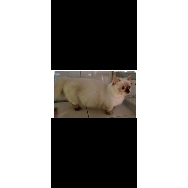 Kucing Munchkin Ragdoll