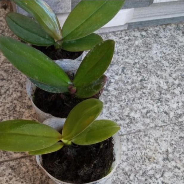 paket anggrek bulan la