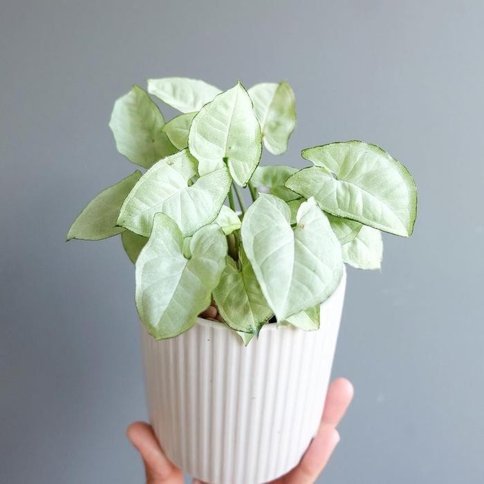 Tanaman Hias Syngonium Mini Putih