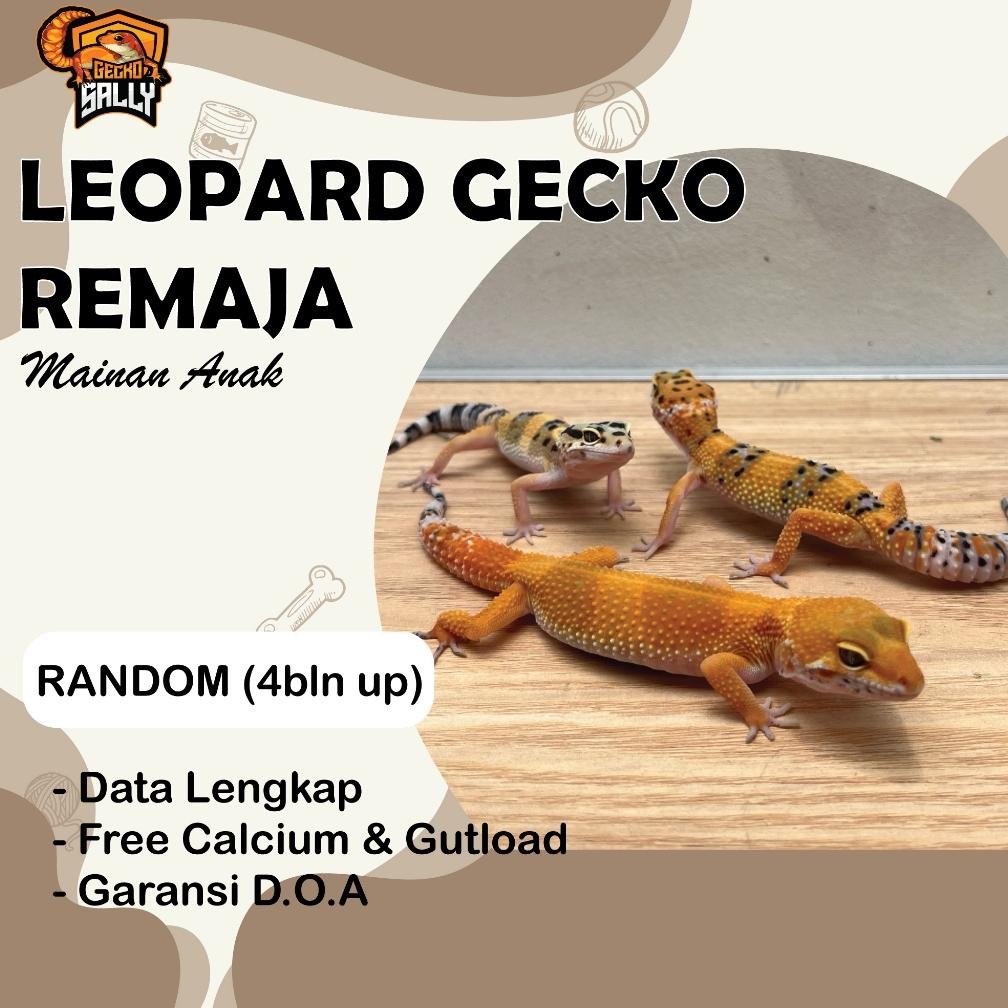 Mainan Anak Leopard Gecko Remaja Random / GECKOSALLY DiM