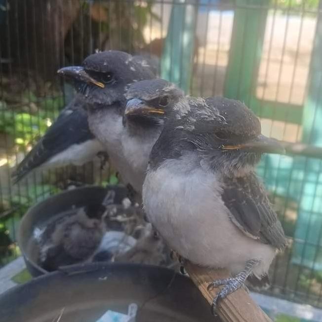 anakan burung kekep babi pilihan