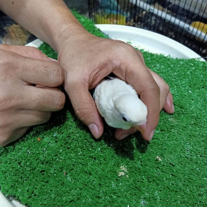 burung lovebird/Lb/lakbet pastel putih hampir albino jinak mandiri