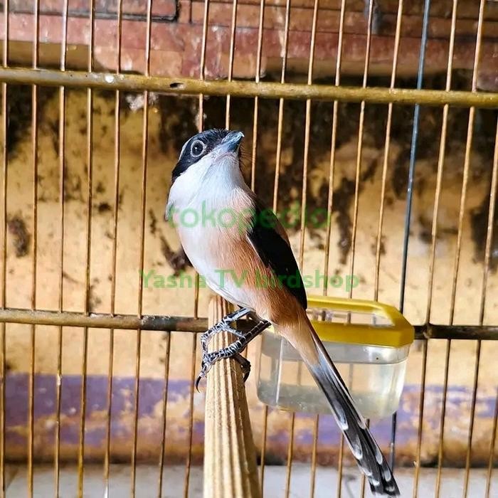 Burung Pentet Jatim Gacor