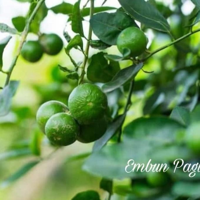 

Tiga Macam Jeruk Unggulan Jeruk Nipis jeruk Purut jeruk limau sambal