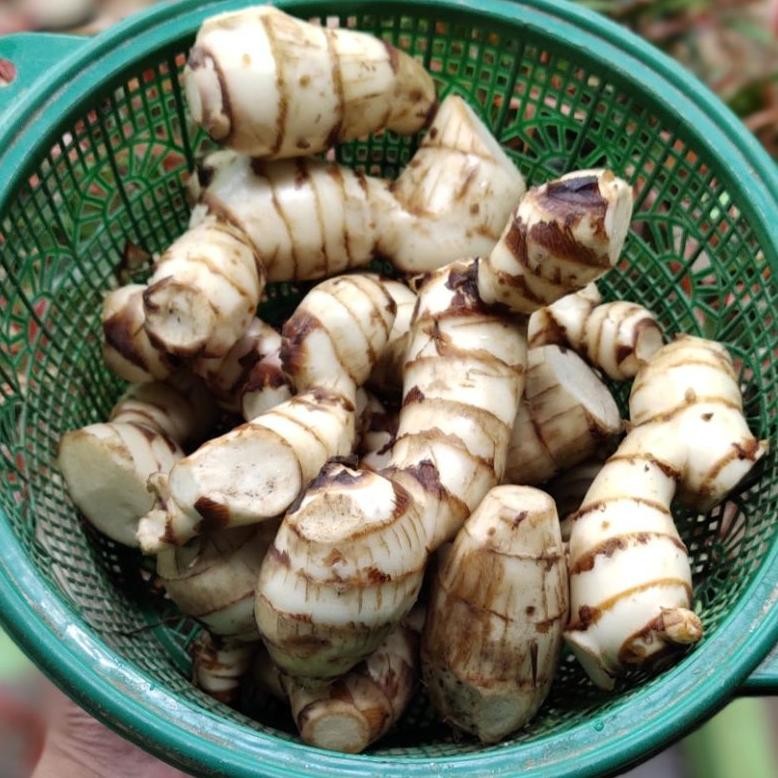 

Umbi Ganyong Segar-Ganyong Merah Umbi Manis Paket 1000 Grm Nugi