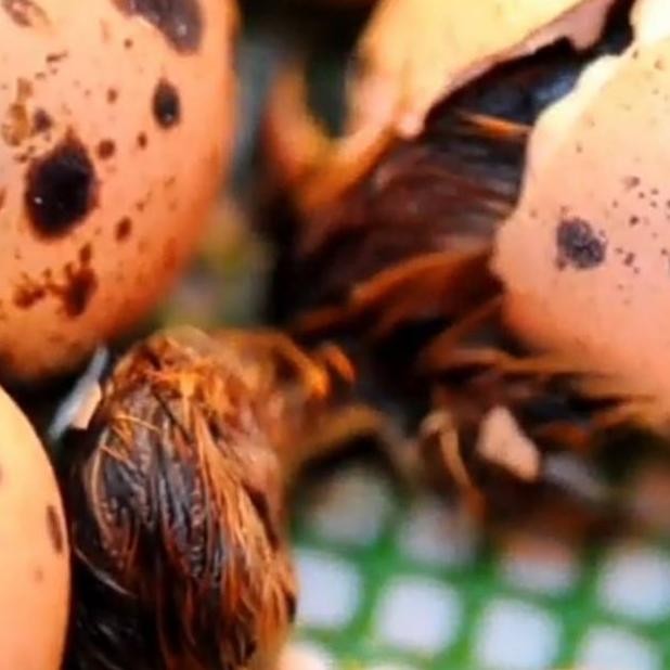 

Telur puyuh tetas/fertil kemasan 50 butir + bonus telur Nugi