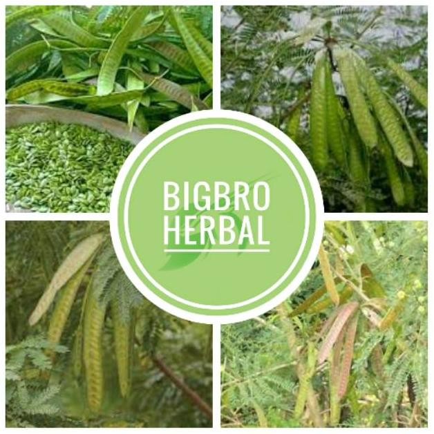 

petai cina 1 kg petai lamtoro segar buah petai segar Nugi