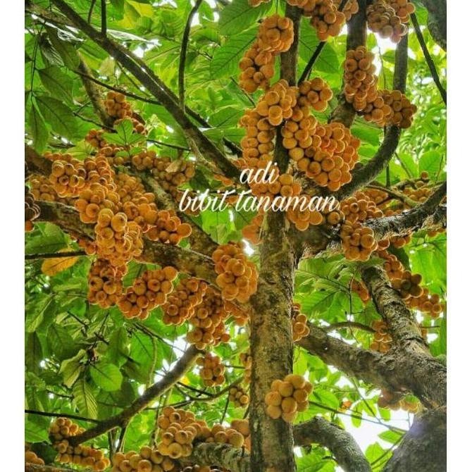 Terlaris Bibit buah duku palembang/tanpa biji SUPER MANTEEB