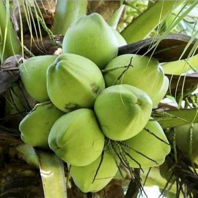 Terlaris BIBIT KELAPA HIBRIDA genjah super super besar genja termurah