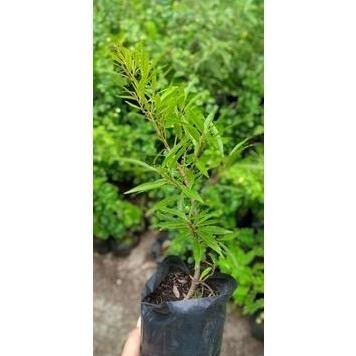 Terlaris bibit bonsai ficus afrika import/ficus California