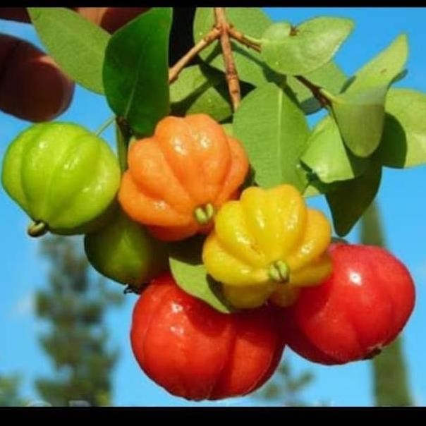 Terlaris Bibit Dewandaru Cermai Belanda bahan bonsai benih pohon