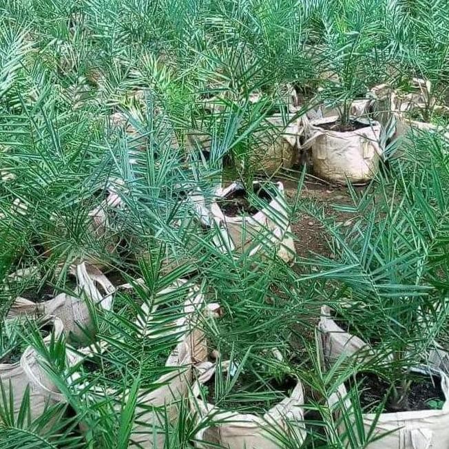 Terlaris Kw Asli Gprs Bibit Kurma Kultur Jaringan, Sudah Bercabang Dan