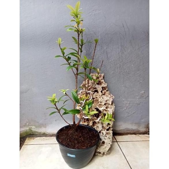 Terlaris Bonsai Asoka Micro Bunga Warna Kuning Murah