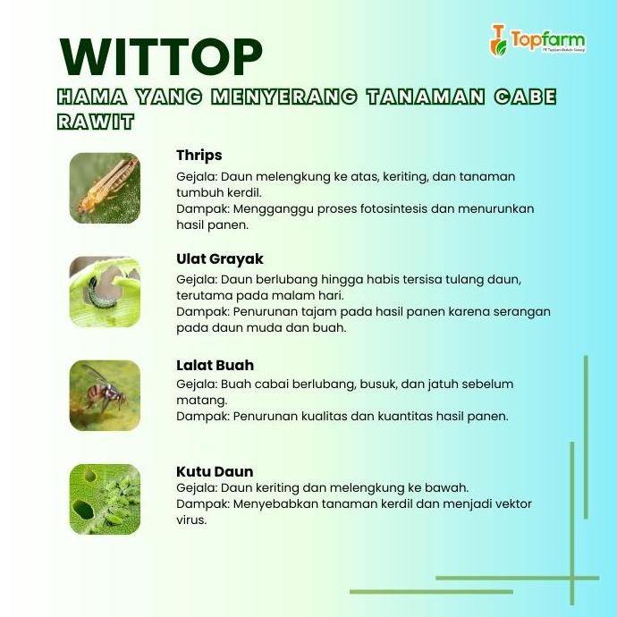 Obat Patek Terbaik - Obat Patek Cabe Paling Ampuh / Obat Patek Untuk Cabe Rawit / Obat Patek Cabe Ra