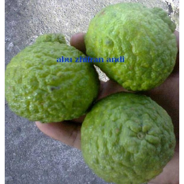 D-54 Bibit Jeruk Jungga Asam Sundai Limau Sundai D-54