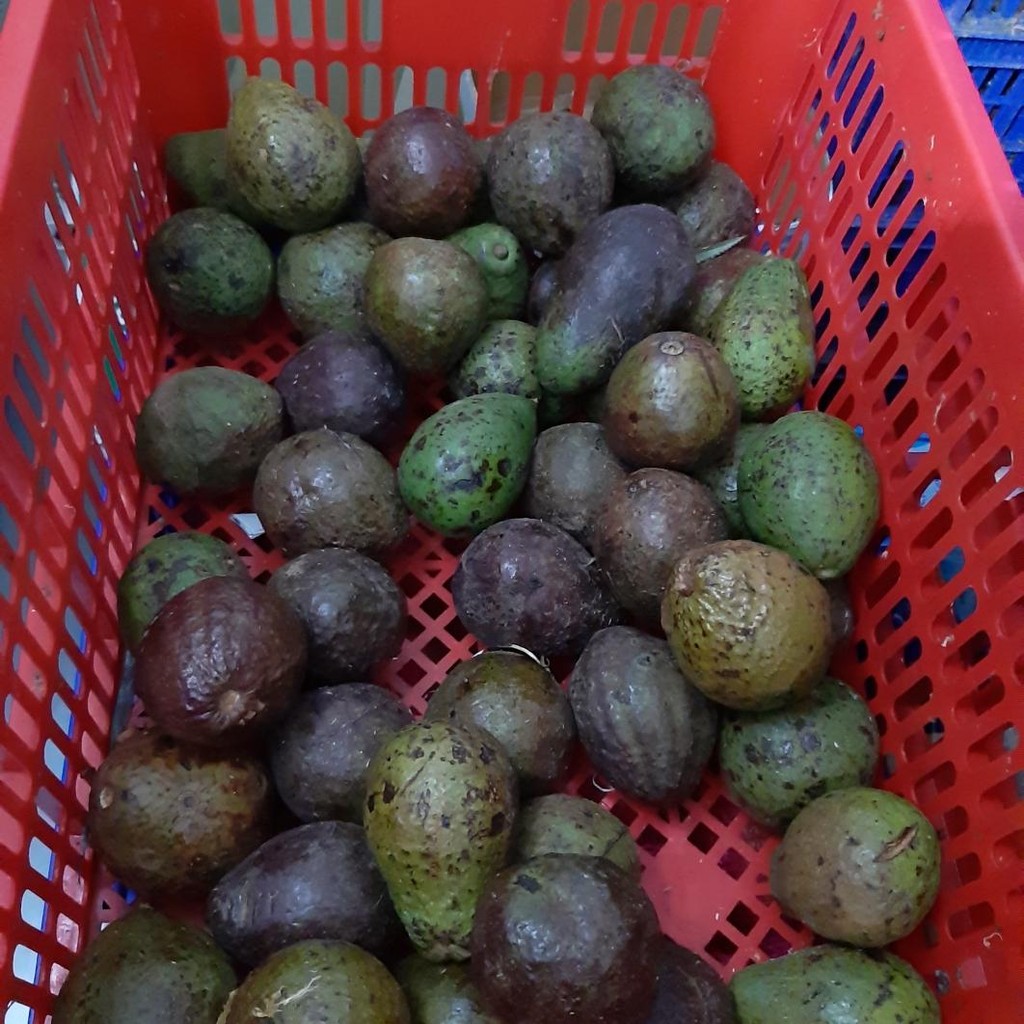 

PROMO MURAH 1kg Buah Alpukat Mentega Premium Avocado fresh