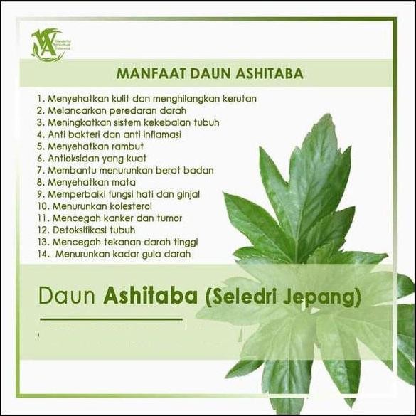 Organic Ashitaba 60 Kapsul Seledri Jepang