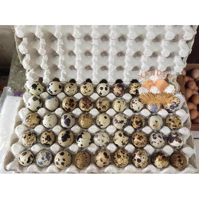 

Produk Baru!! Telur Puyuh Segar Isi 45 Butir untuk Masakan dan Cemilan