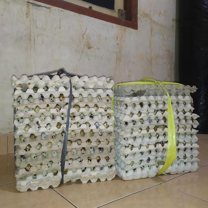 

Produk Baru!! Telur Puyuh Segar per Kg - Harga Grosir