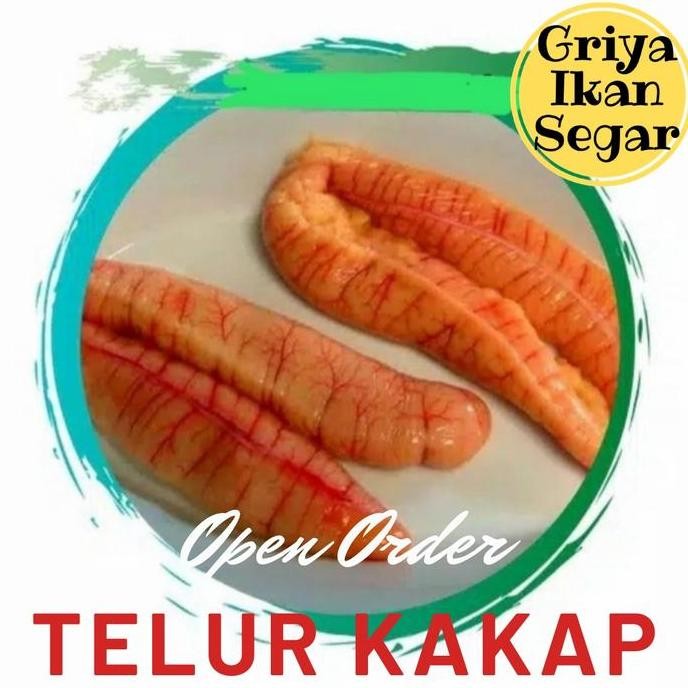 

Produk Baru!! Telur Ikan Kakap Segar 500gr Seafood Fresh Kualitas Ekspor