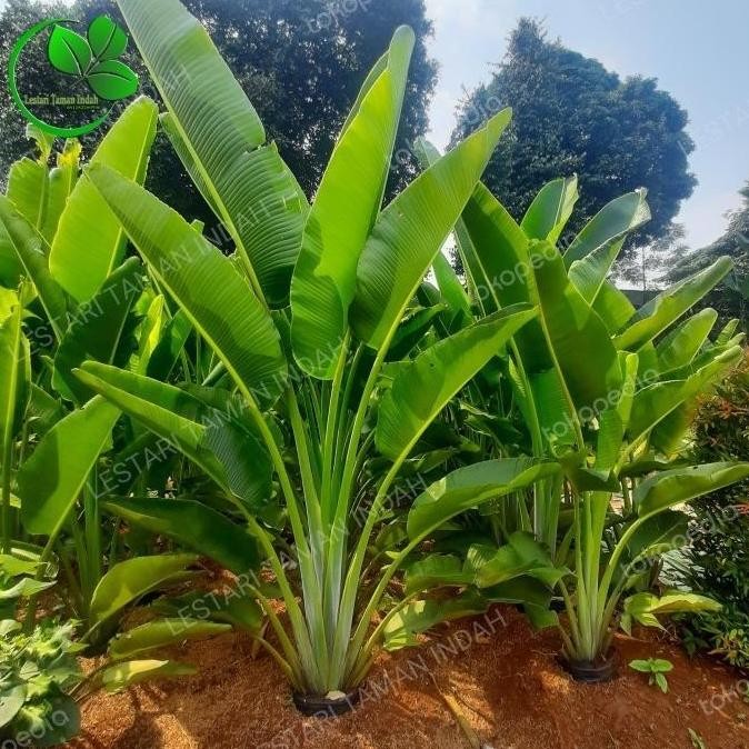 tanaman hias pisang kipas pohon pisang kipas bibit pohon pisang kipas ATV