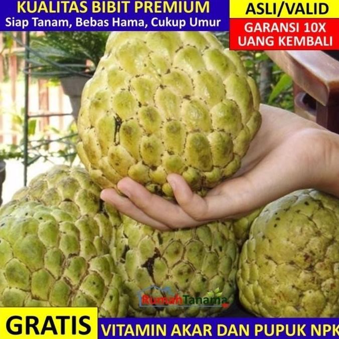 OBRAL Bibit Srikaya Jumbo Asli Bergaransi, Pohon Buah Cangkok ATZX