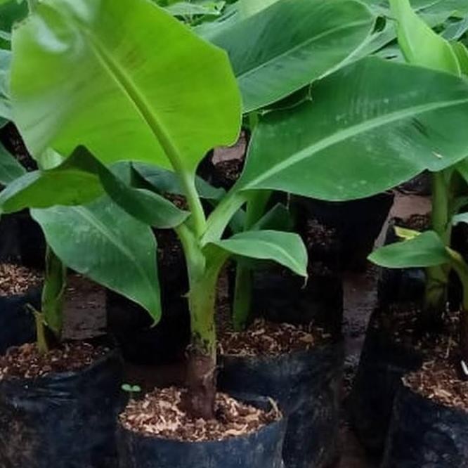 Bibit Tanaman Buah Pisang Giant Cavendish - Beli 3 gratis 1 ATV